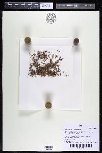 Podostemum muelleri image