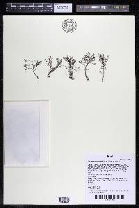 Podostemum distichum image