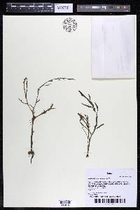 Weddellina squamulosa image