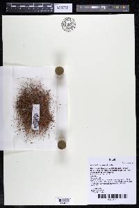 Weddellina squamulosa image