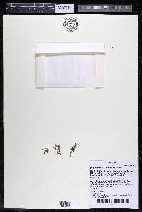 Podostemum distichum image