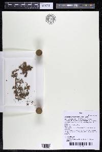 Podostemum distichum image