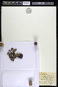 Lophogyne capillacea image