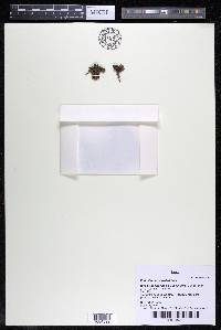 Podostemum muelleri image
