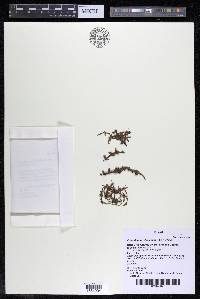 Podostemum distichum image