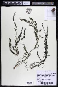 Marathrum foeniculaceum image