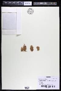 Podostemum rutifolium subsp. rutifolium image
