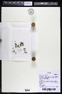 Podostemum rutifolium subsp. rutifolium image