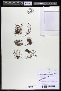 Lophogyne capillacea image