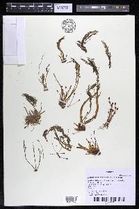 Marathrum foeniculaceum image