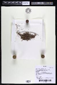 Podostemum comatum image