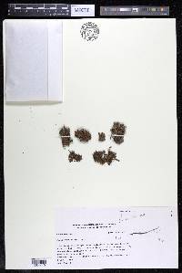 Podostemum muelleri image