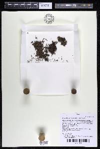 Podostemum distichum image