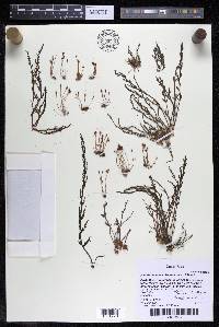 Marathrum foeniculaceum image
