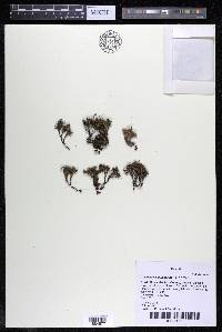 Castelnavia multipartita image