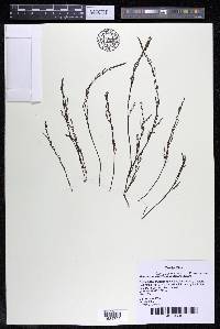Marathrum foeniculaceum image