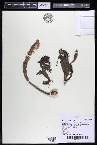 Mourera fluviatilis image