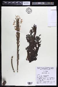 Mourera fluviatilis image