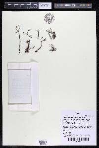 Podostemum distichum image