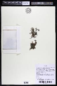 Podostemum distichum image