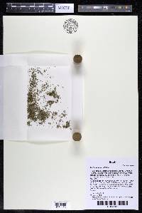 Podostemum rutifolium subsp. rutifolium image