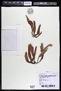 Marathrum utile image