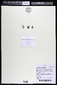 Podostemum muelleri image
