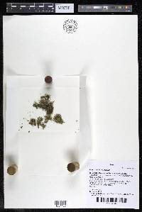 Podostemum rutifolium subsp. rutifolium image