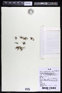 Podostemum distichum image