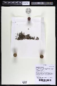 Podostemum rutifolium subsp. rutifolium image