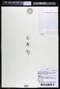 Podostemum rutifolium subsp. rutifolium image