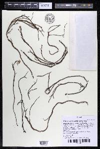 Podostemum distichum image