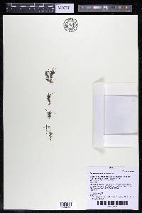 Podostemum muelleri image