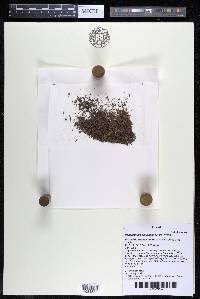 Podostemum distichum image