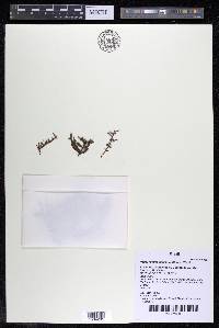 Podostemum distichum image