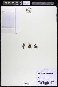 Podostemum muelleri image