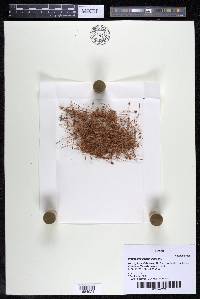 Weddellina squamulosa image