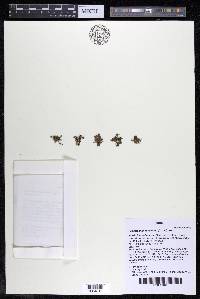 Podostemum distichum image