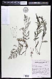 Marathrum foeniculaceum image