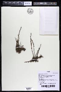 Podostemum rutifolium subsp. rutifolium image