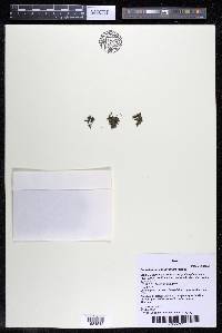 Podostemum scaturiginum image