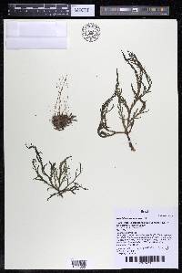 Weddellina squamulosa image
