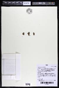 Podostemum rutifolium subsp. rutifolium image