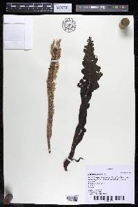 Mourera fluviatilis image