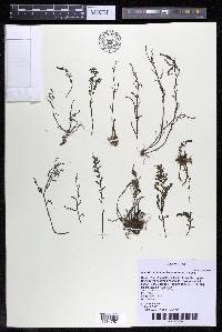 Marathrum foeniculaceum image