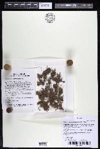 Podostemum distichum image