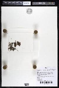 Podostemum scaturiginum image