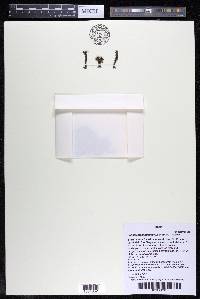 Podostemum irgangii image