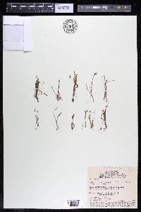 Mourera alcicornis image
