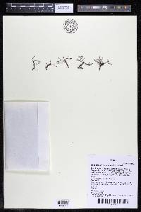 Podostemum distichum image